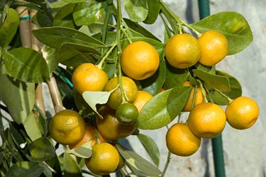 citrus on terrace