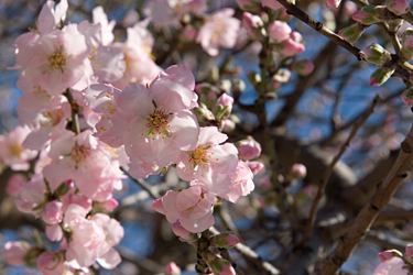 cherry flowers